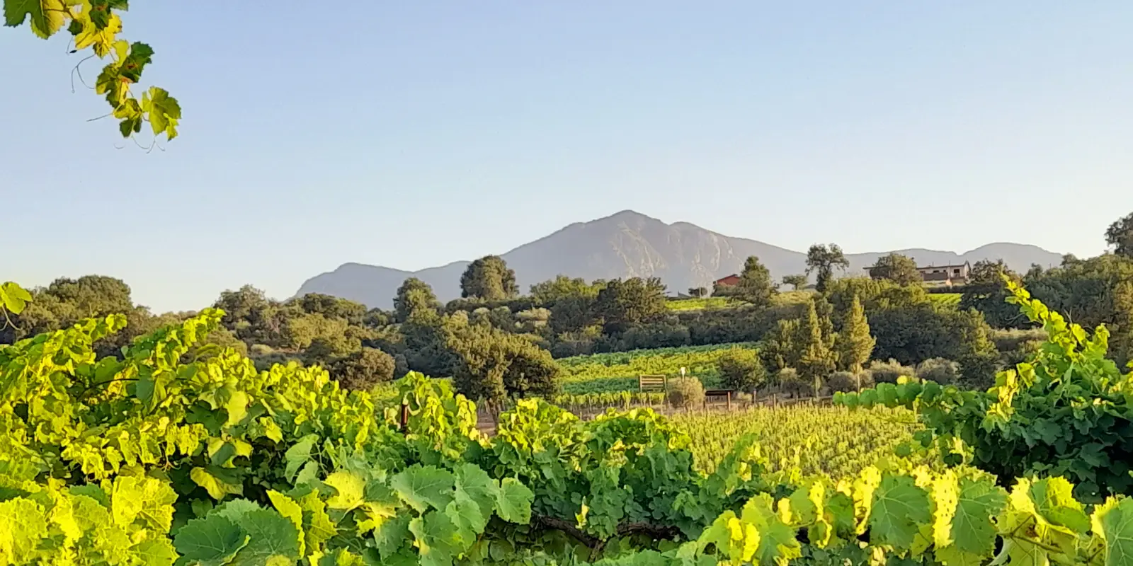 Azienda Agricola Biologica Aurelio Lepore